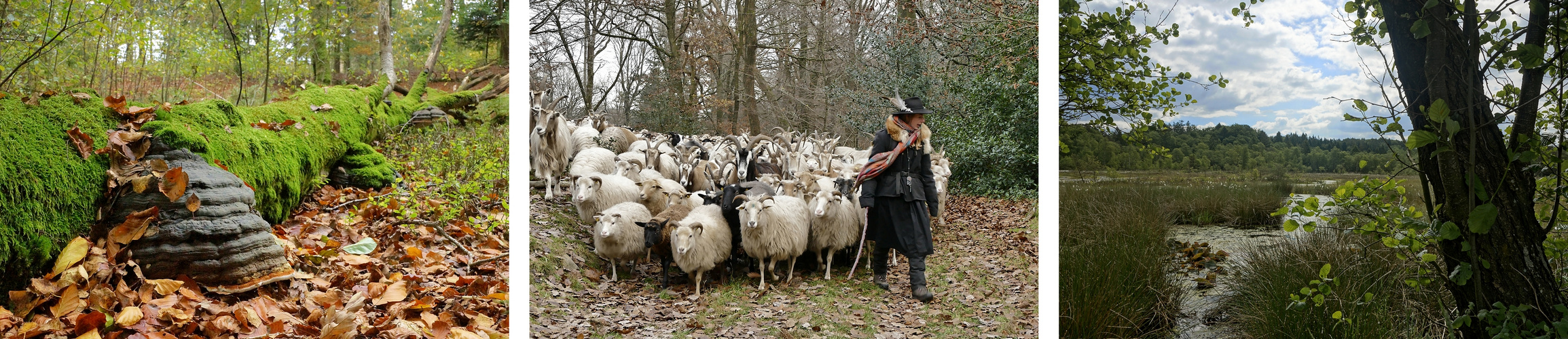 Überraschende Vielfalt in den Fröruper Bergen