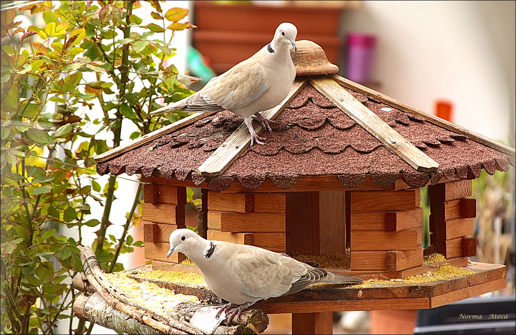    Überraschender  Besuch