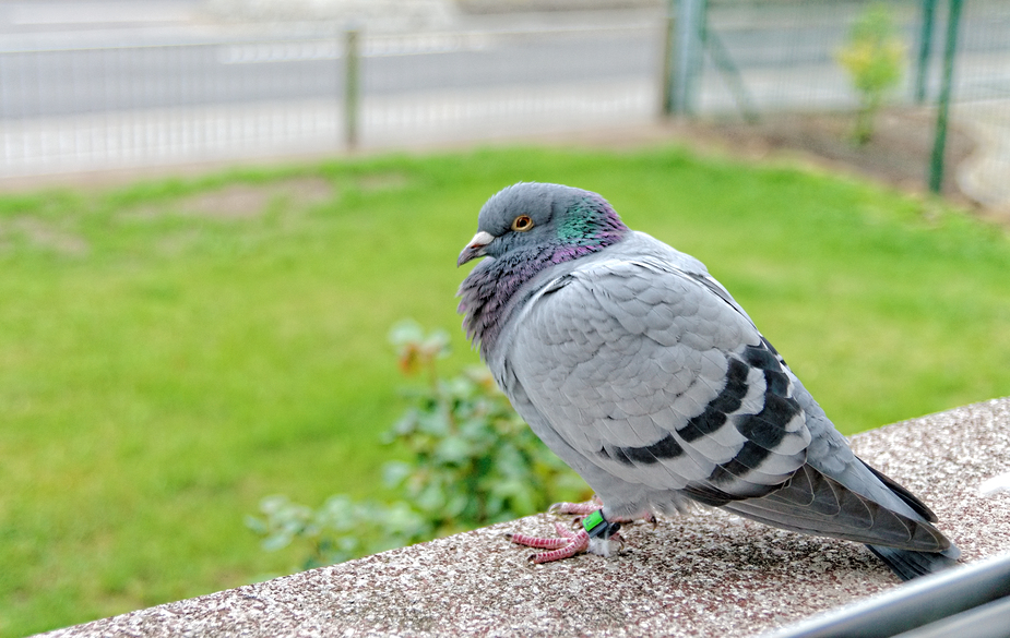 Überraschender Besuch