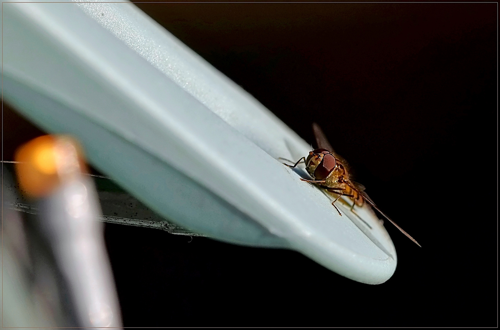 überraschender Besuch