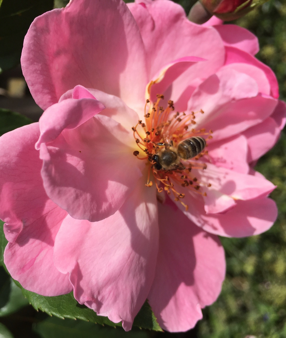 Überraschender Besuch 