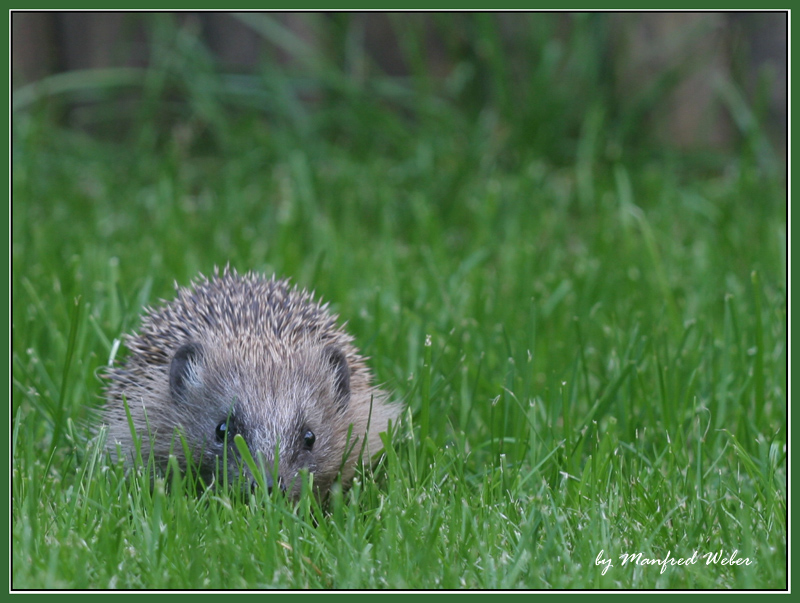 Überraschender Besuch ...