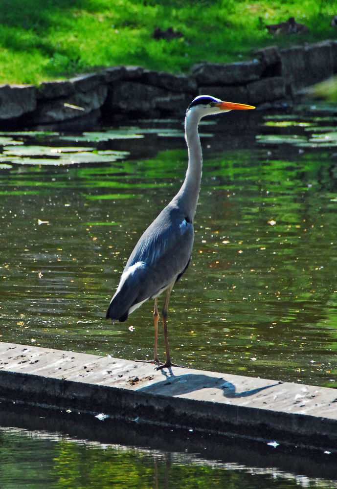 überraschender Besuch im Bückeburger Schlosspark