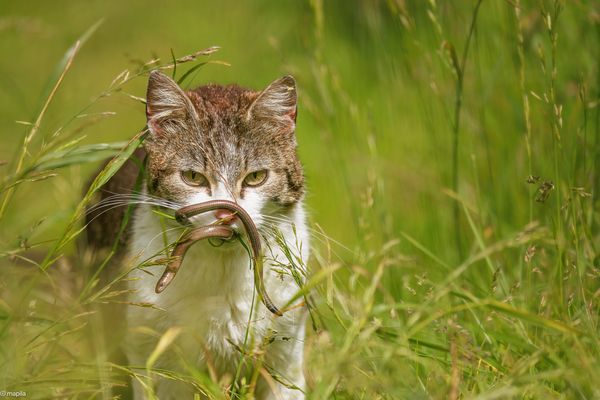 ——— überrascht ———