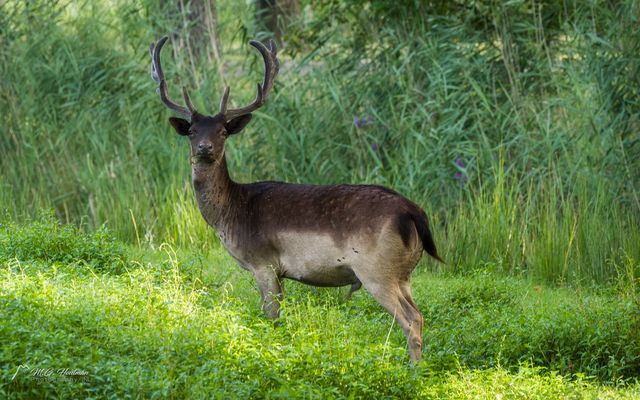Überrascht, einen Fotografen zu sehen