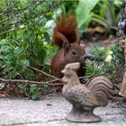 überrascht schaute das Hörnchen  .....