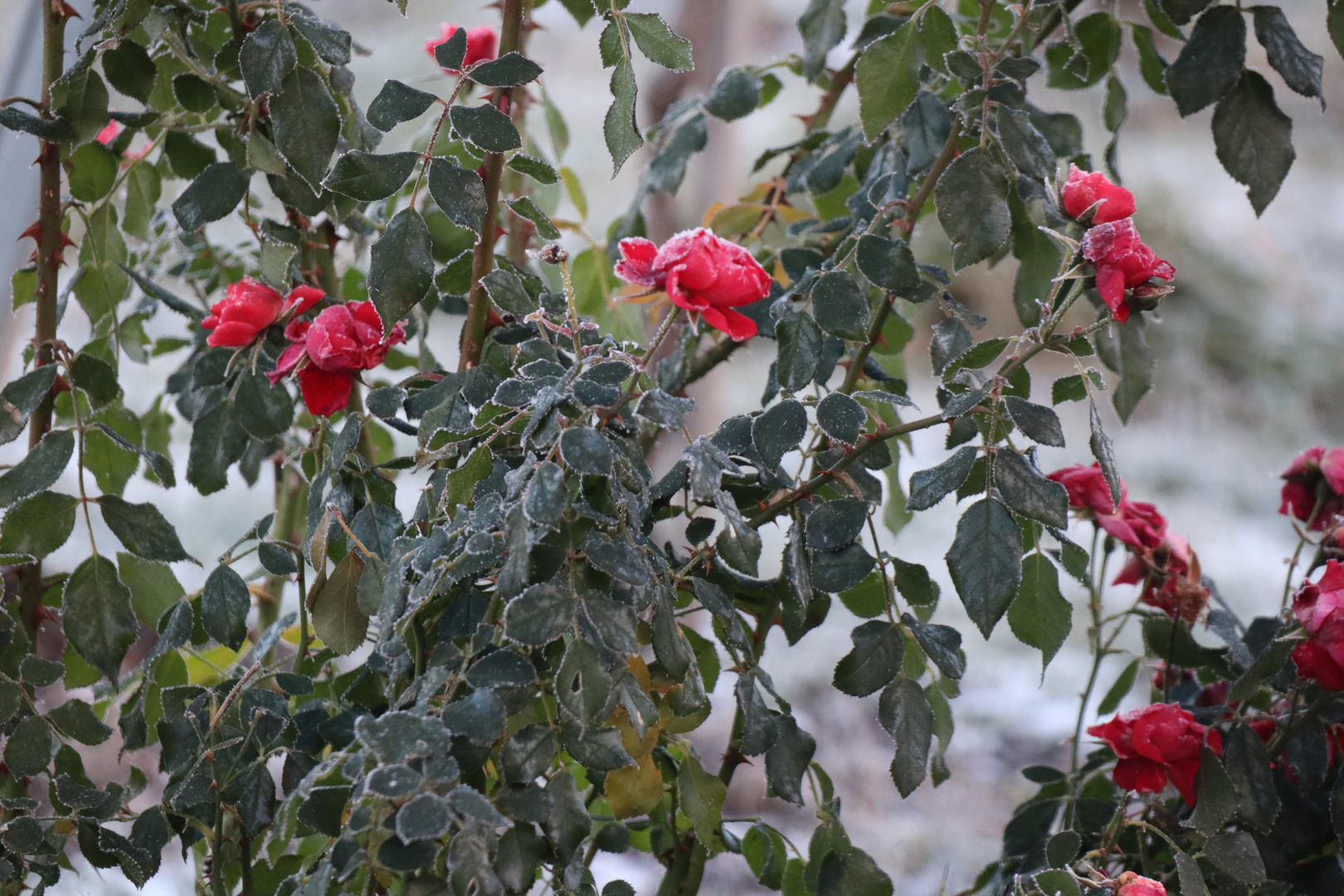 überrascht von der Kälte ...die Rosen