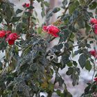 überrascht von der Kälte ...die Rosen