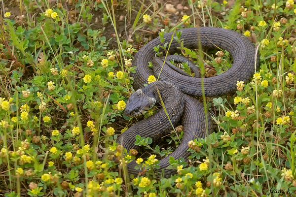                   Überrascht war ich "  
