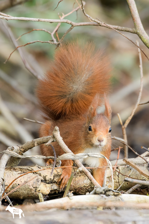 Überraschtes Eichhörnchen