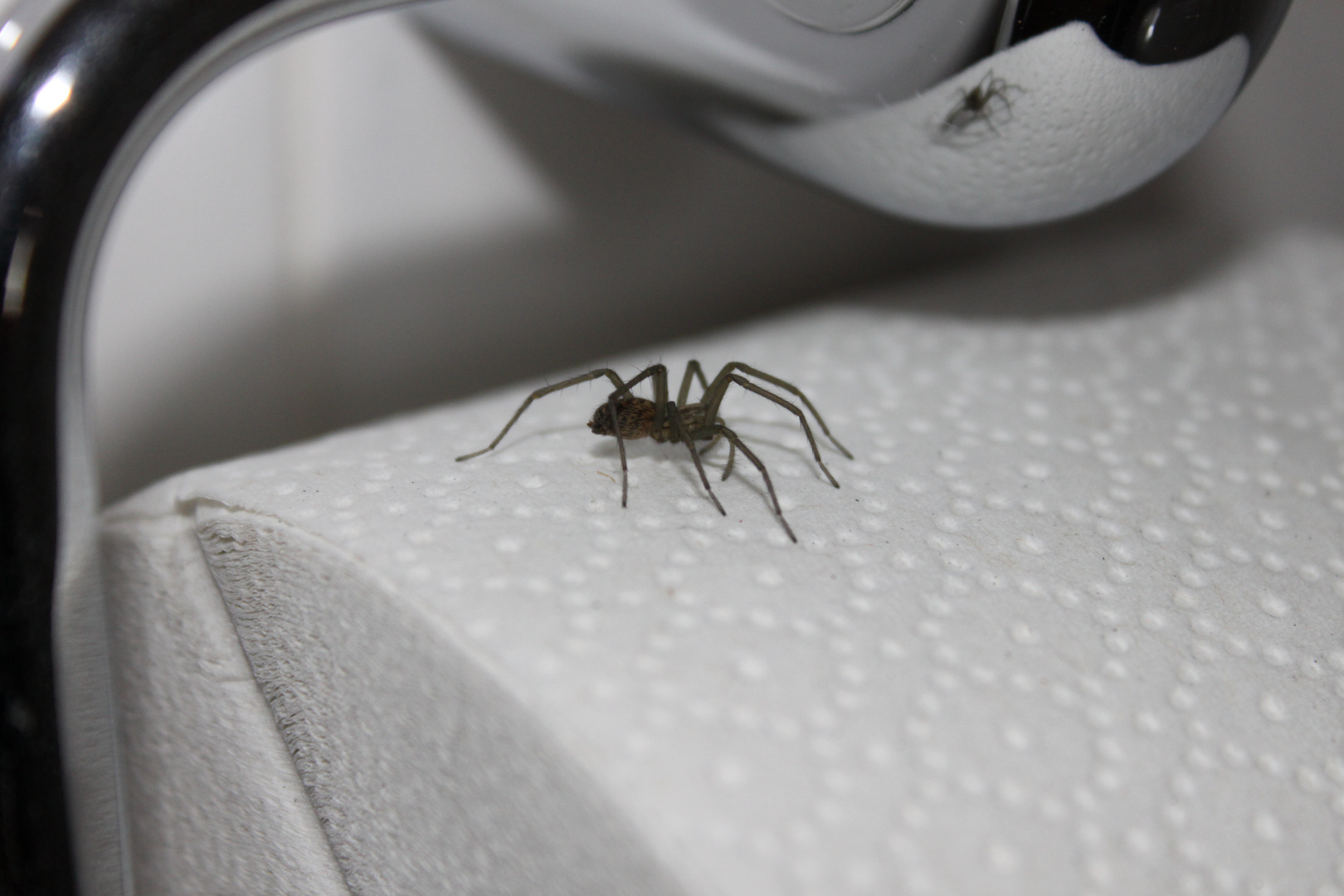 Überraschung am Abend - Spinne auf dem Toilettenpapier
