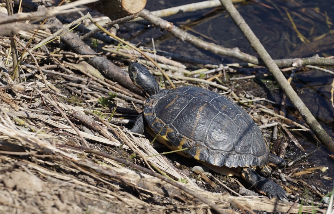 Überraschung am Baggersee-Wasserschildkröte