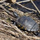 Überraschung am Baggersee-Wasserschildkröte