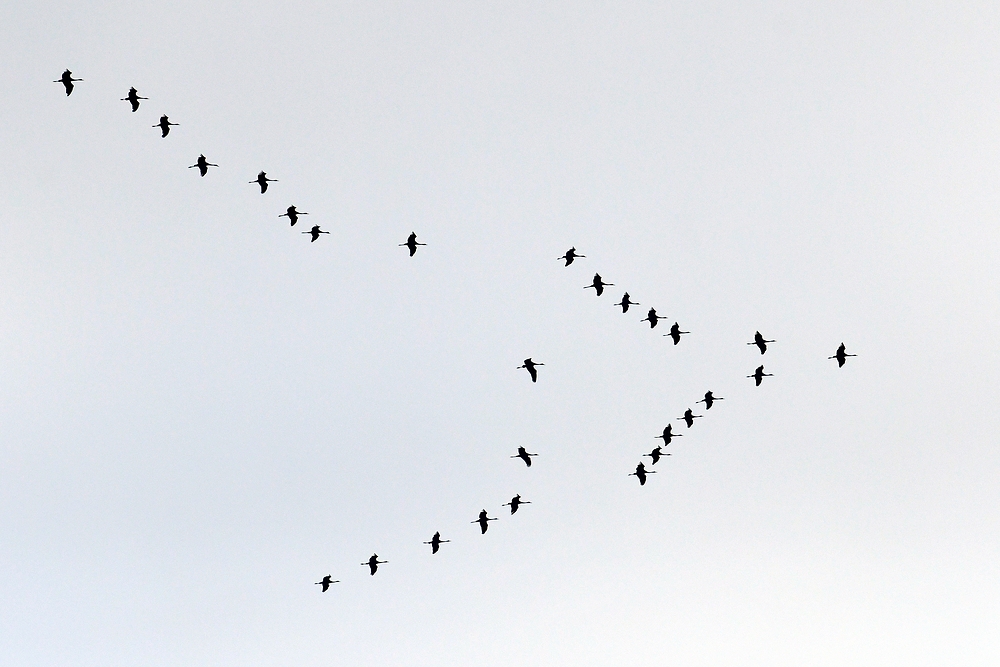 Überraschung am Himmel: Kranichzug