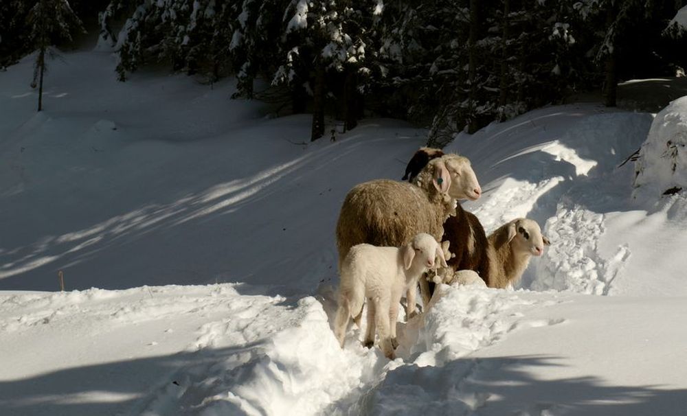 Überraschung auf 1400m