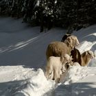 Überraschung auf 1400m