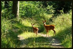 Überraschung auf dem Waldweg (1)