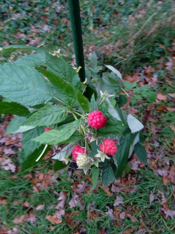 Überraschung auf der Streuobstwiese