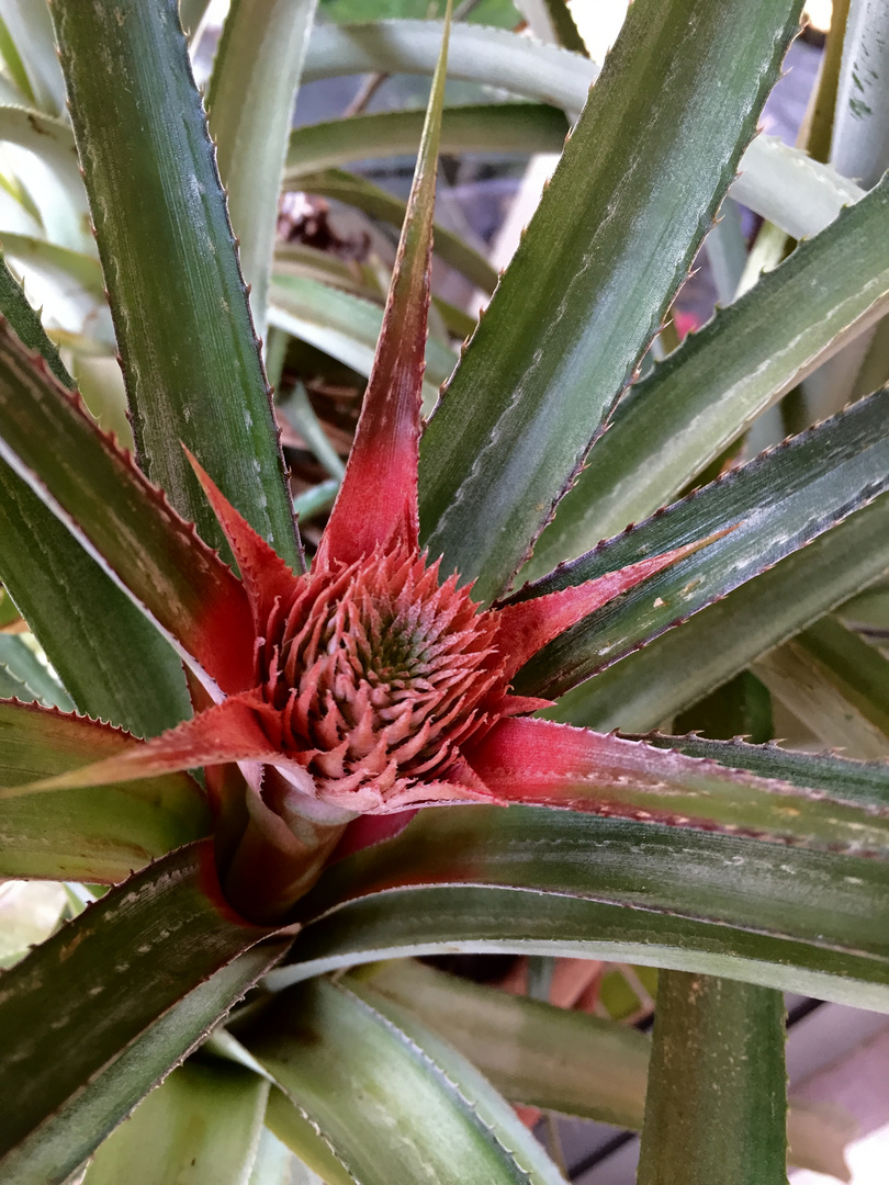 Überraschung auf meiner Terrasse. " Ananas Victoria "