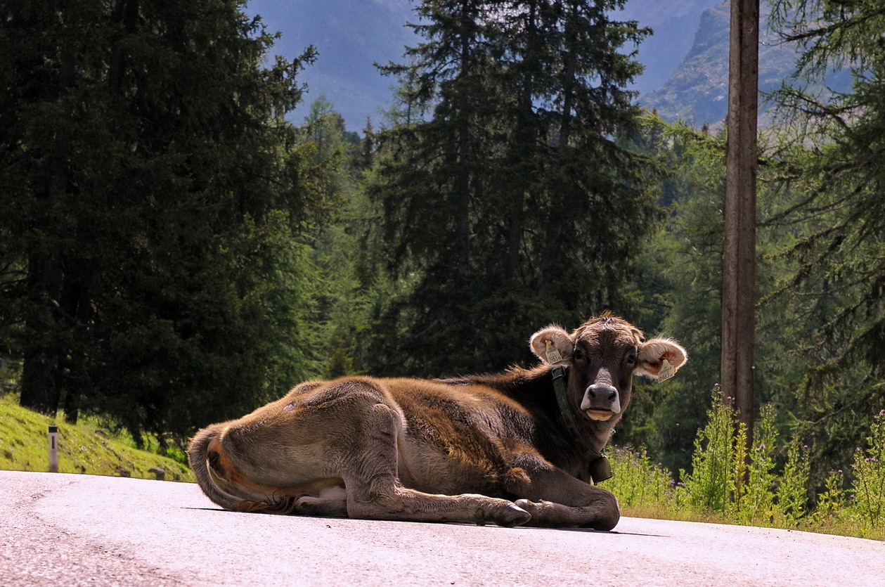 Überraschung beim Biken