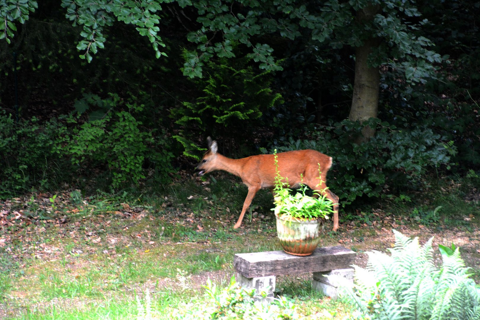 Überraschung beim Frühstück: Ein Reh auf der Terrasse