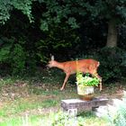 Überraschung beim Frühstück: Ein Reh auf der Terrasse