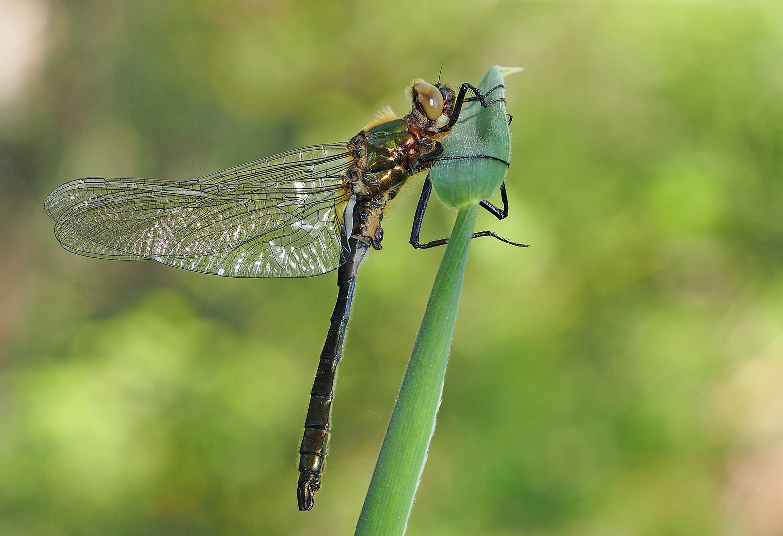 Überraschung des Tages - Falkenlibelle