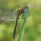 Überraschung des Tages - Falkenlibelle