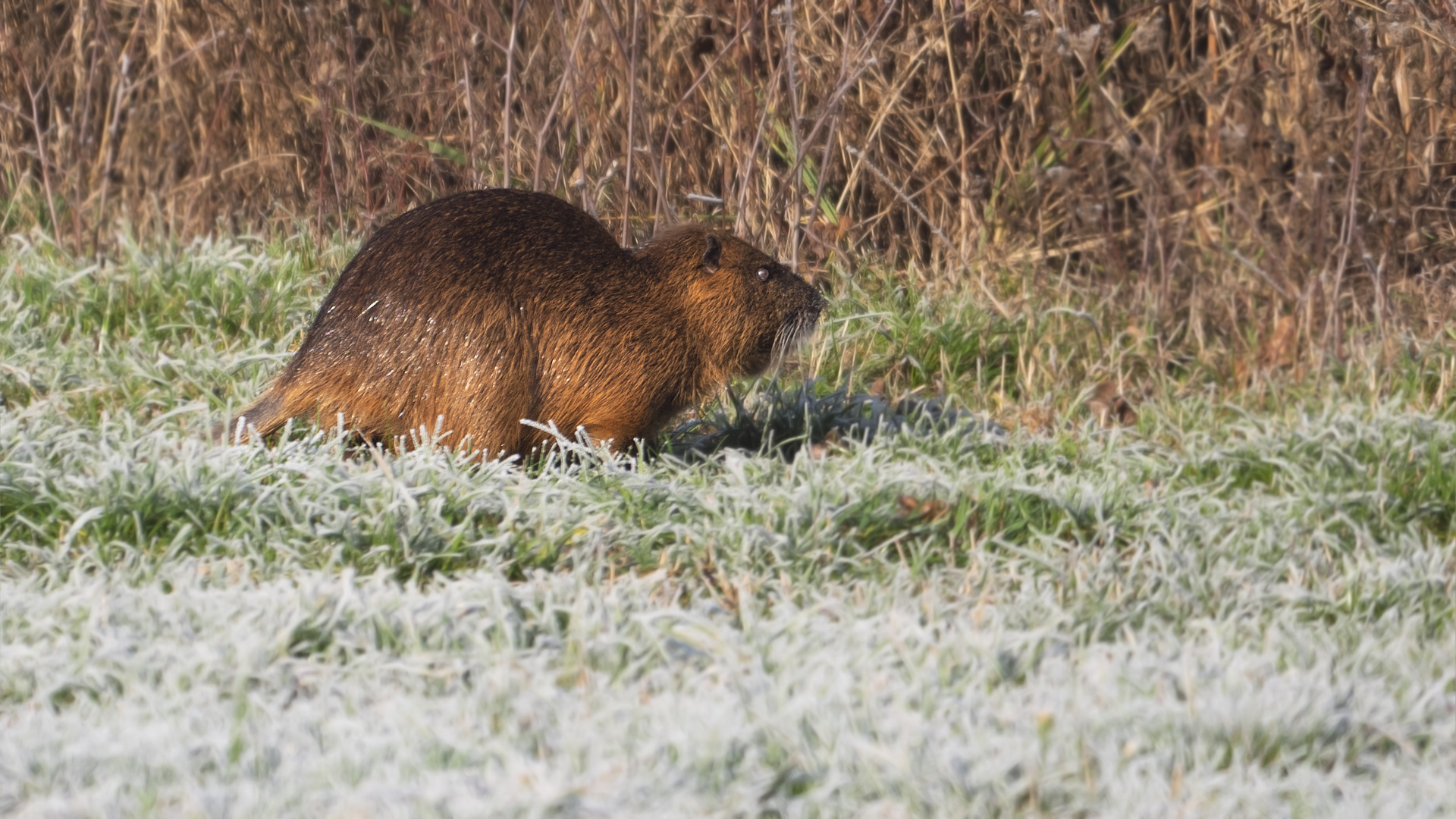 Überraschung: ein Biber  oder Nutria ?