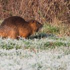 Überraschung: ein Biber  oder Nutria ?