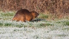 Überraschung: ein Biber  oder Nutria ?