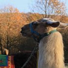 Überraschung: Eine Wanderung mit Lamas (2018_11_21_EOS 6D Mark II_9105_ji)