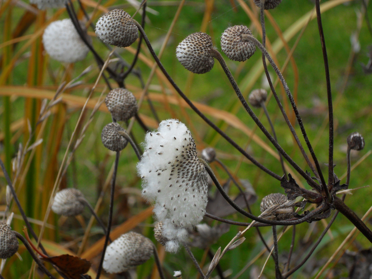 Überraschung im Garten..