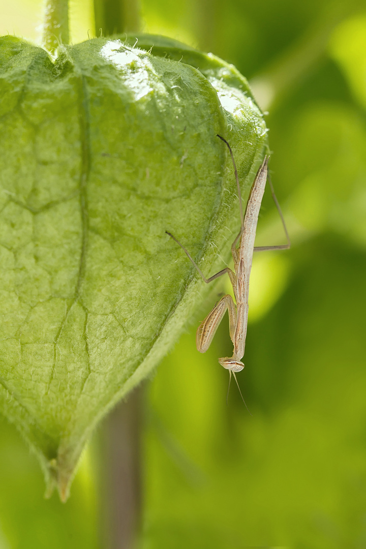 Überraschung im Garten