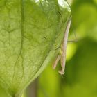 Überraschung im Garten