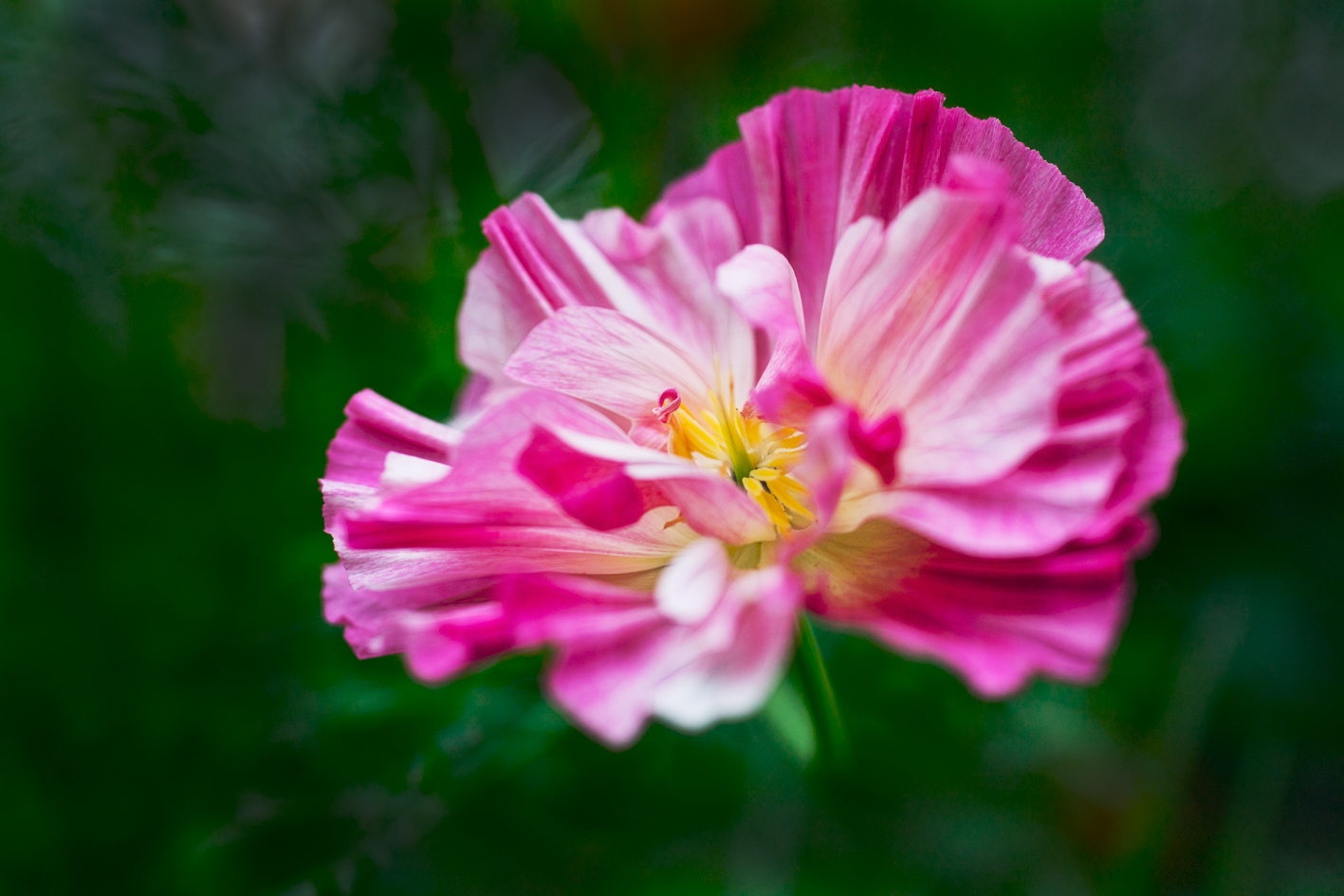 Überraschung im Garten