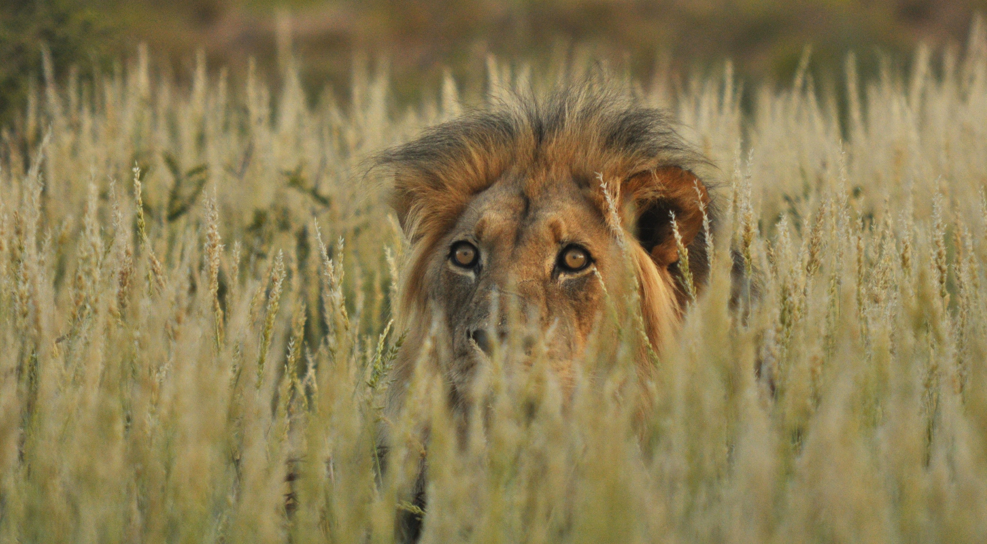 Überraschung im Kalahari Gras