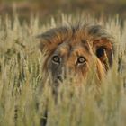 Überraschung im Kalahari Gras