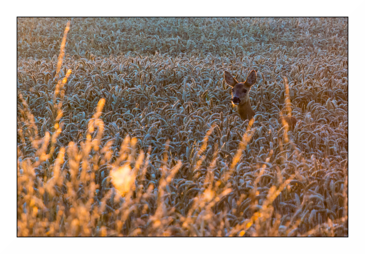 Überraschung im Kornfeld