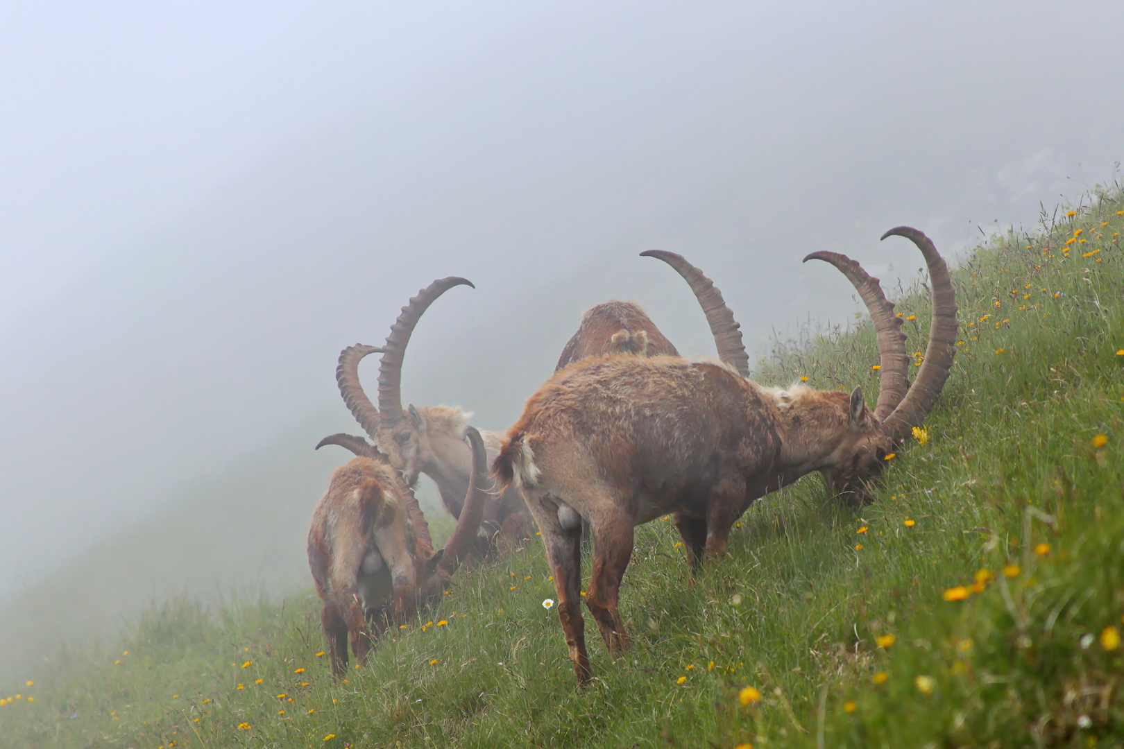 Überraschung im Nebel