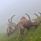 Überraschung im Nebel