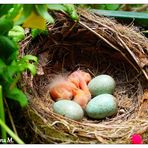 Überraschung im Nest