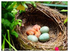 Überraschung im Nest