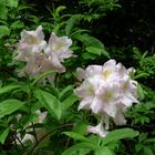 Überraschung im Rhododendronwald