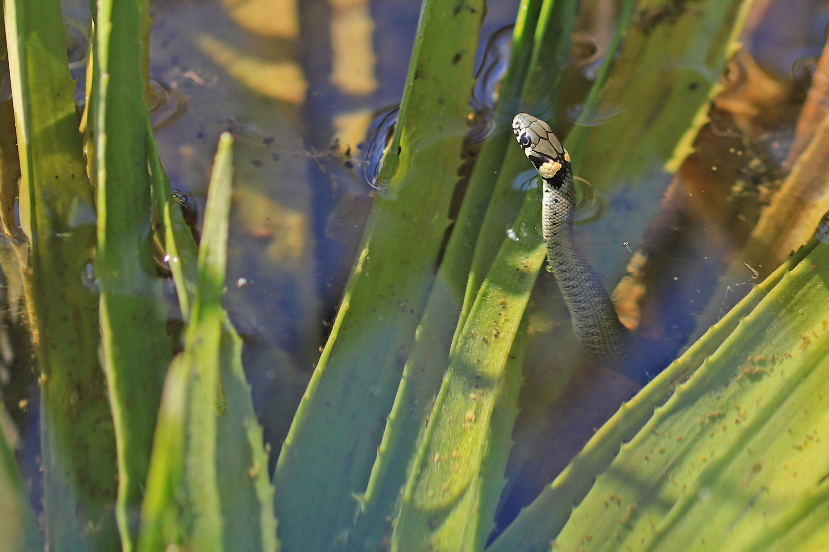 Überraschung im Teich Foto & Bild tiere, wildlife, amphibien