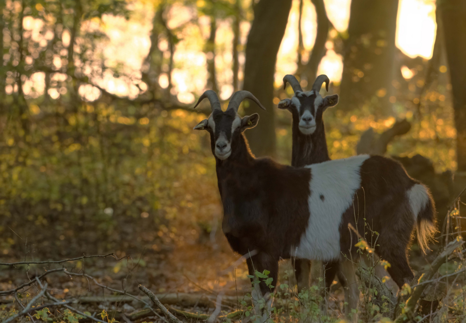 Überraschung im Wald 