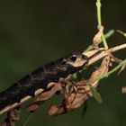 Überraschung - Raupe eines mittl. Weinschwärmers, Dettingen a.d. Erms