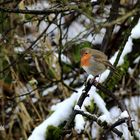 " Überraschung "  Schnee im Frühling