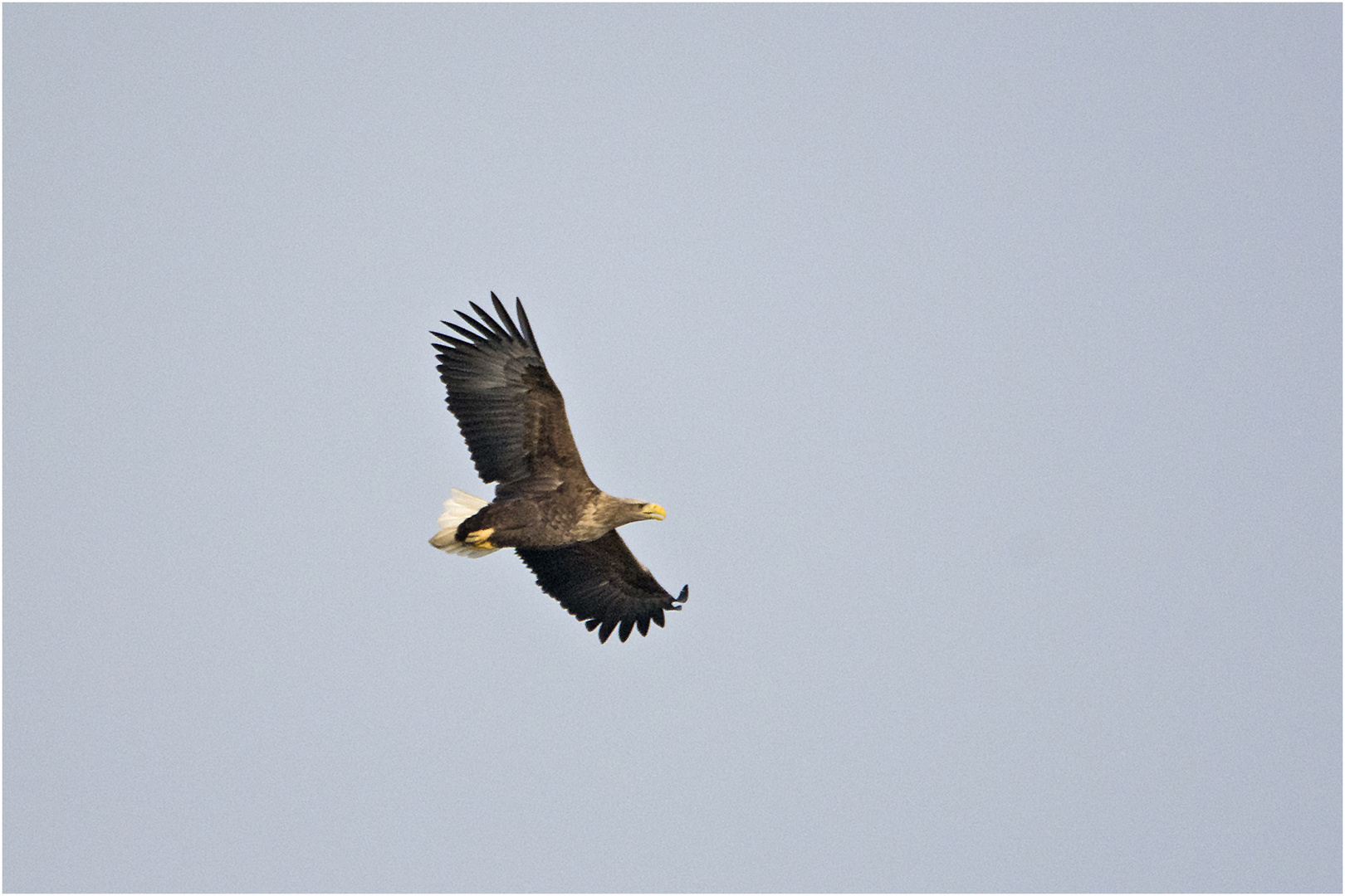 Überraschung: Seeadler (Haliaeetus albicilla) taucht auf (1) . . .