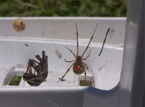 Überraschung unterm Gartenstuhl